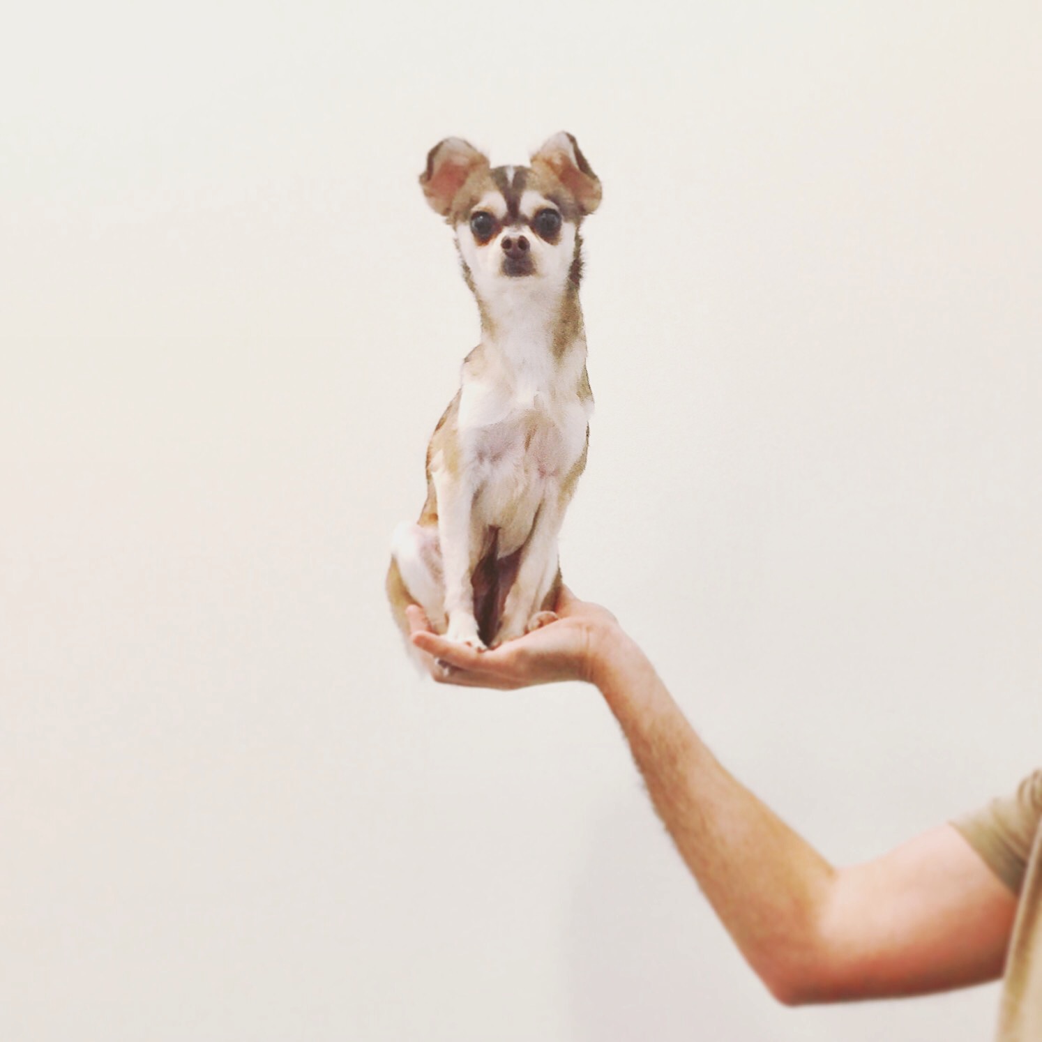 Showcasing my dog Koi.