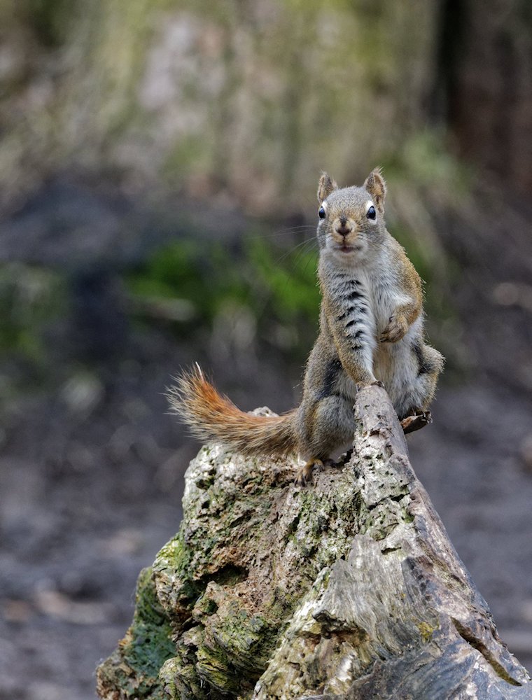 Cootonwood Island Squirrel.jpg