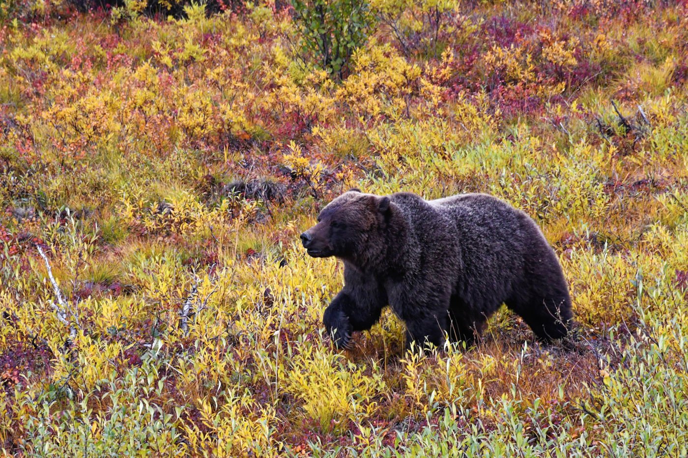 Dempster Highway Grizzly.jpg