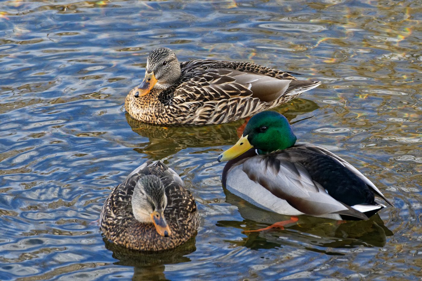 Duck Trio.jpg