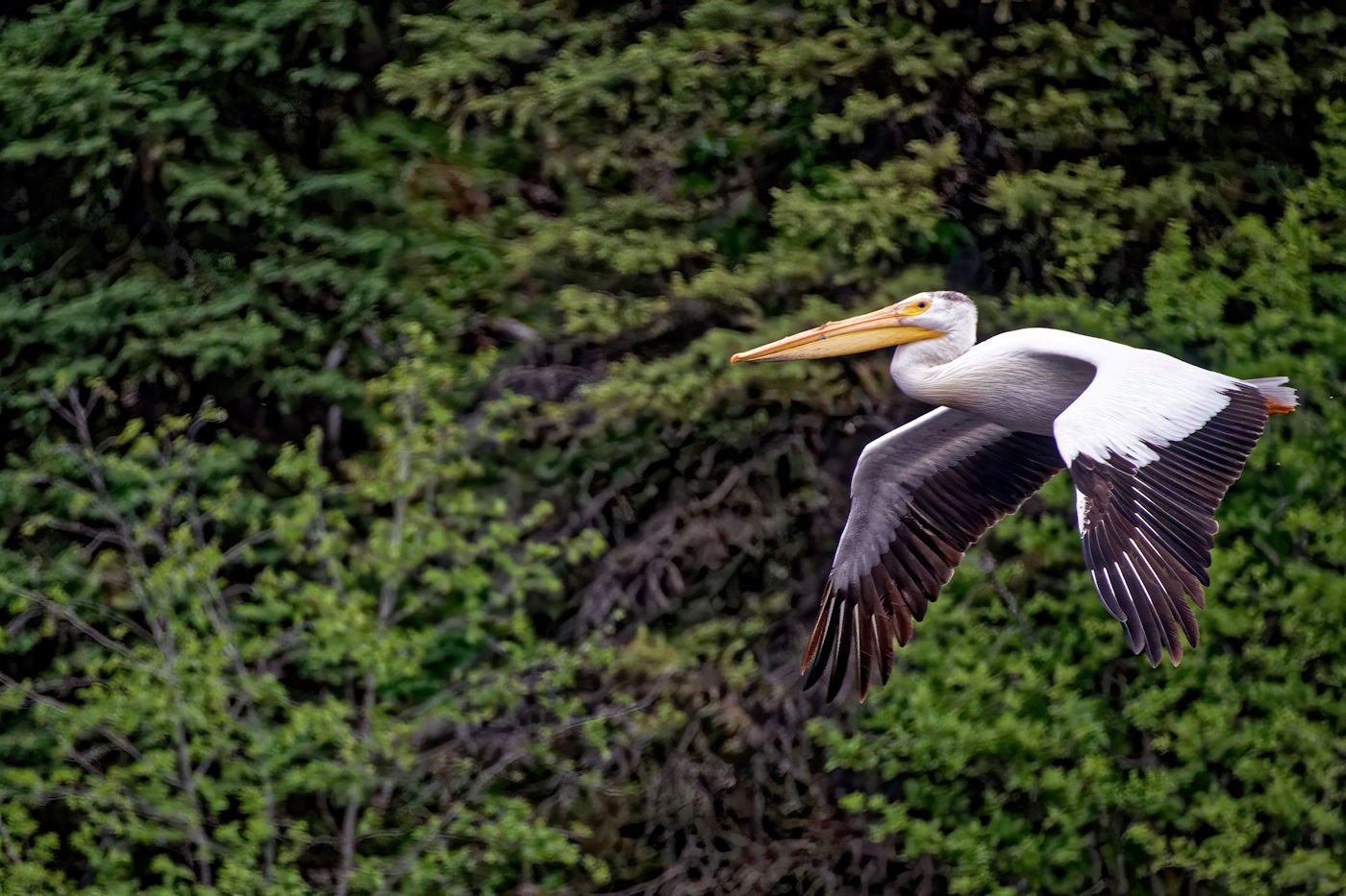 Tatuk Lake Pelican in flight.jpg