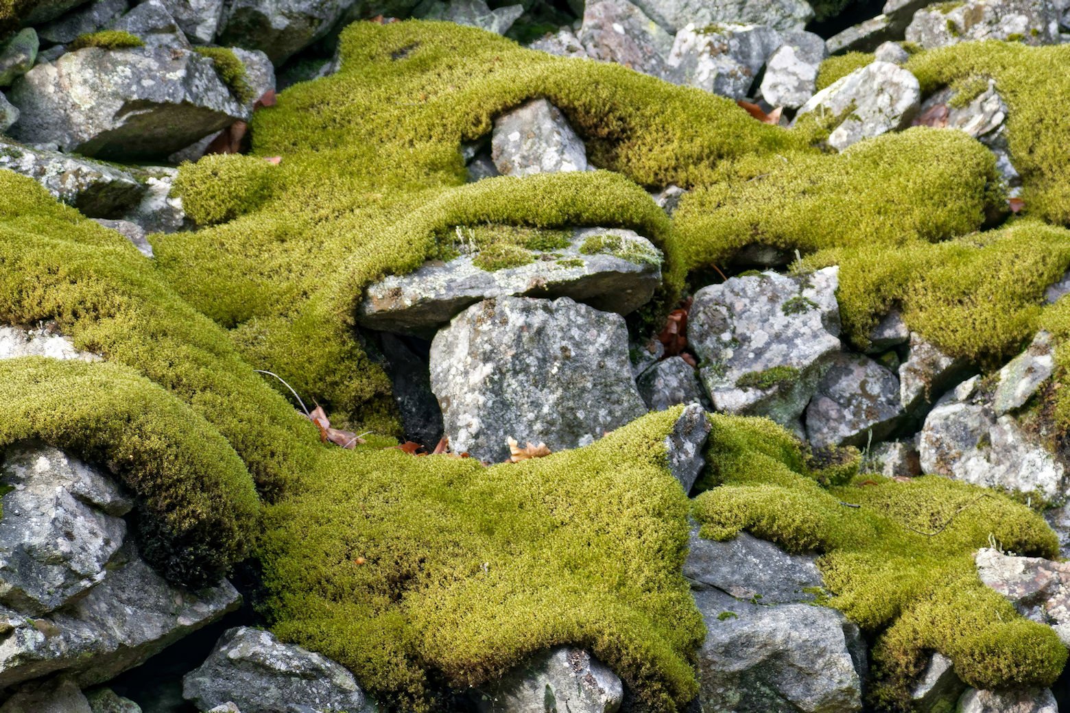 mossy rocks