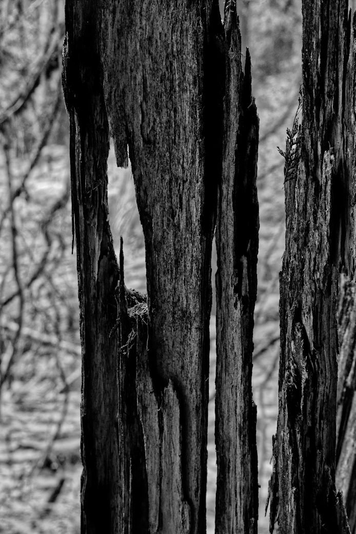 Charred Trunk