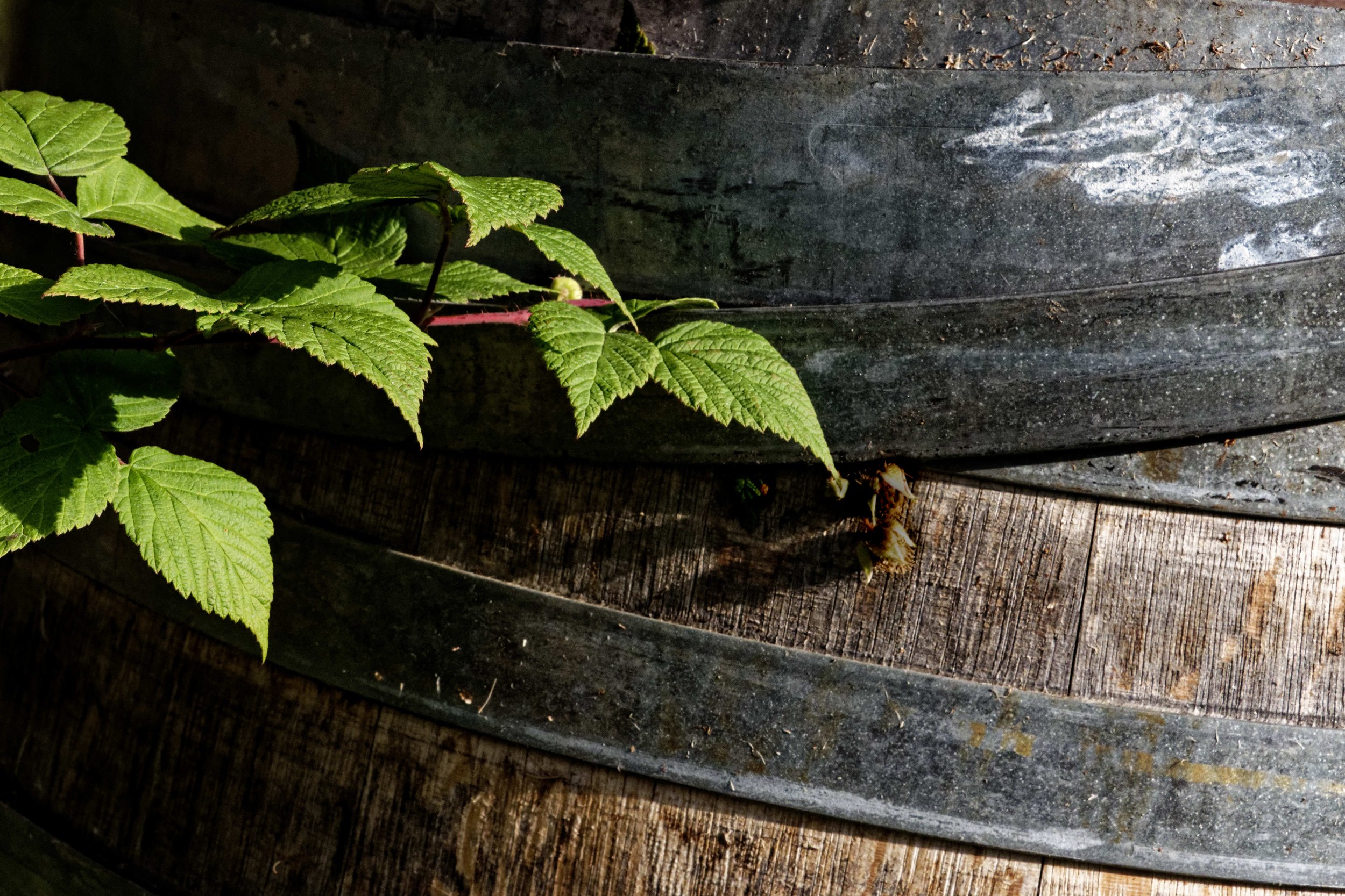 Leaves and Barrel