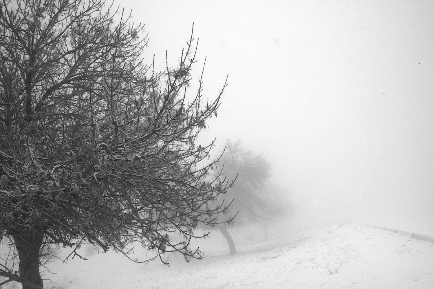  Foggy Trees 