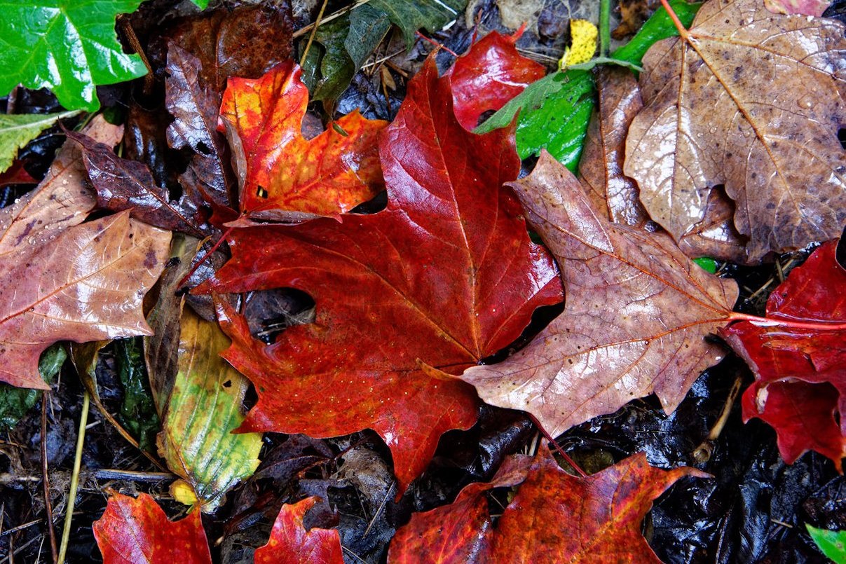 Wet Quebec Fall leaves