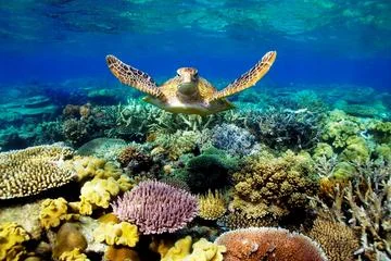 3-day-best-of-cairns-combo-the-daintree-rainforest-great-barrier-reef-in-cairns-302401.jpg
