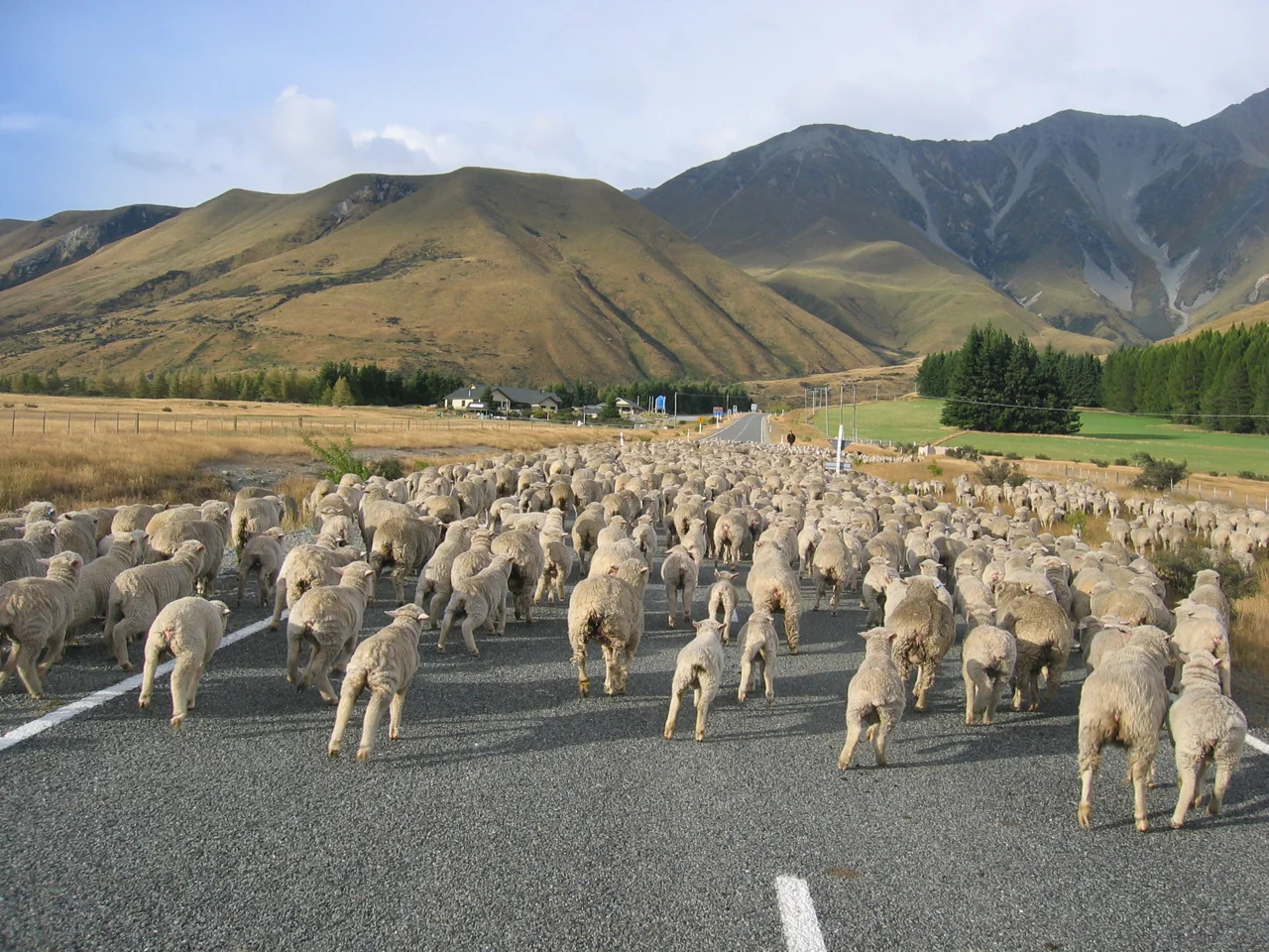sheep-crossing-new-zealand.jpg