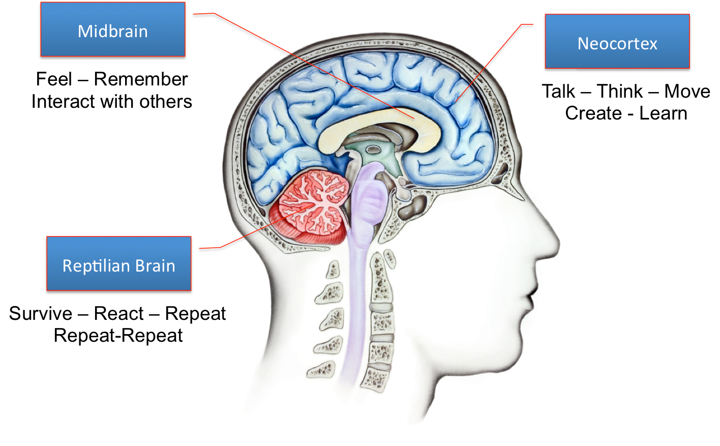 brain.png