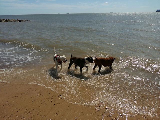 We three kings ❤️
.
.
.
#beautifulboxers #coastalliving #livingbythesea #design #photography #whatreallymatters