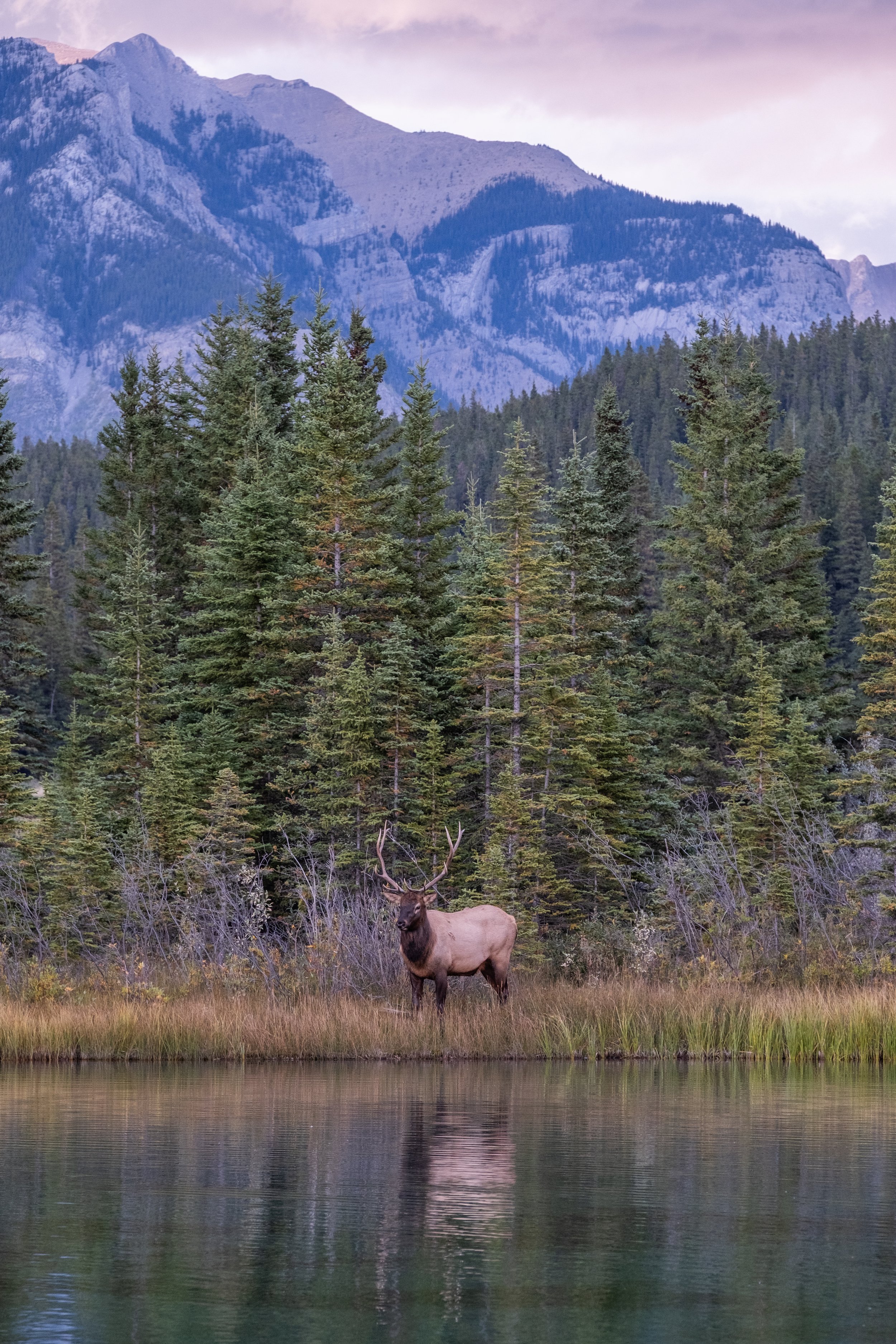 Having escaped the pursuit of wolf moments earlier, these elk majestic elk wait for the predators to concede defeat. Cascade Ponds, Alberta.
