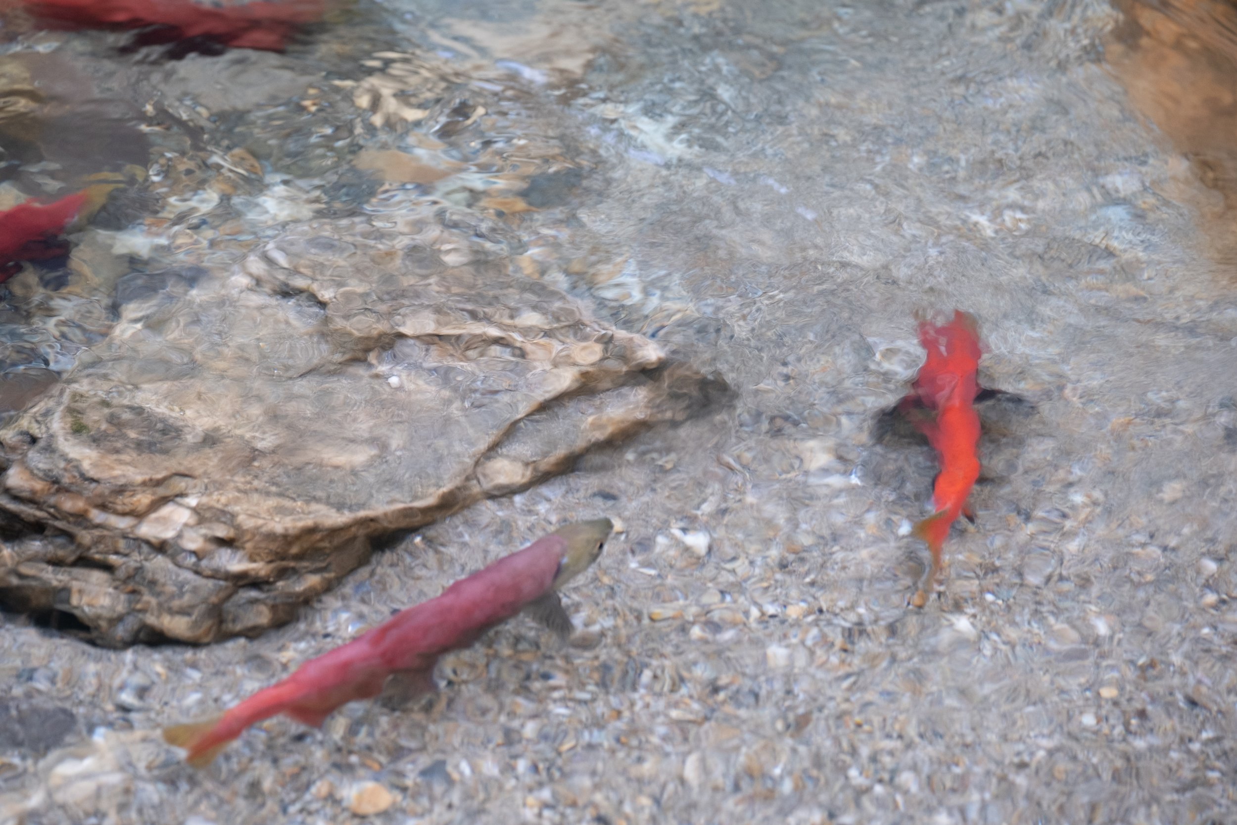 DSCF3008.jpg