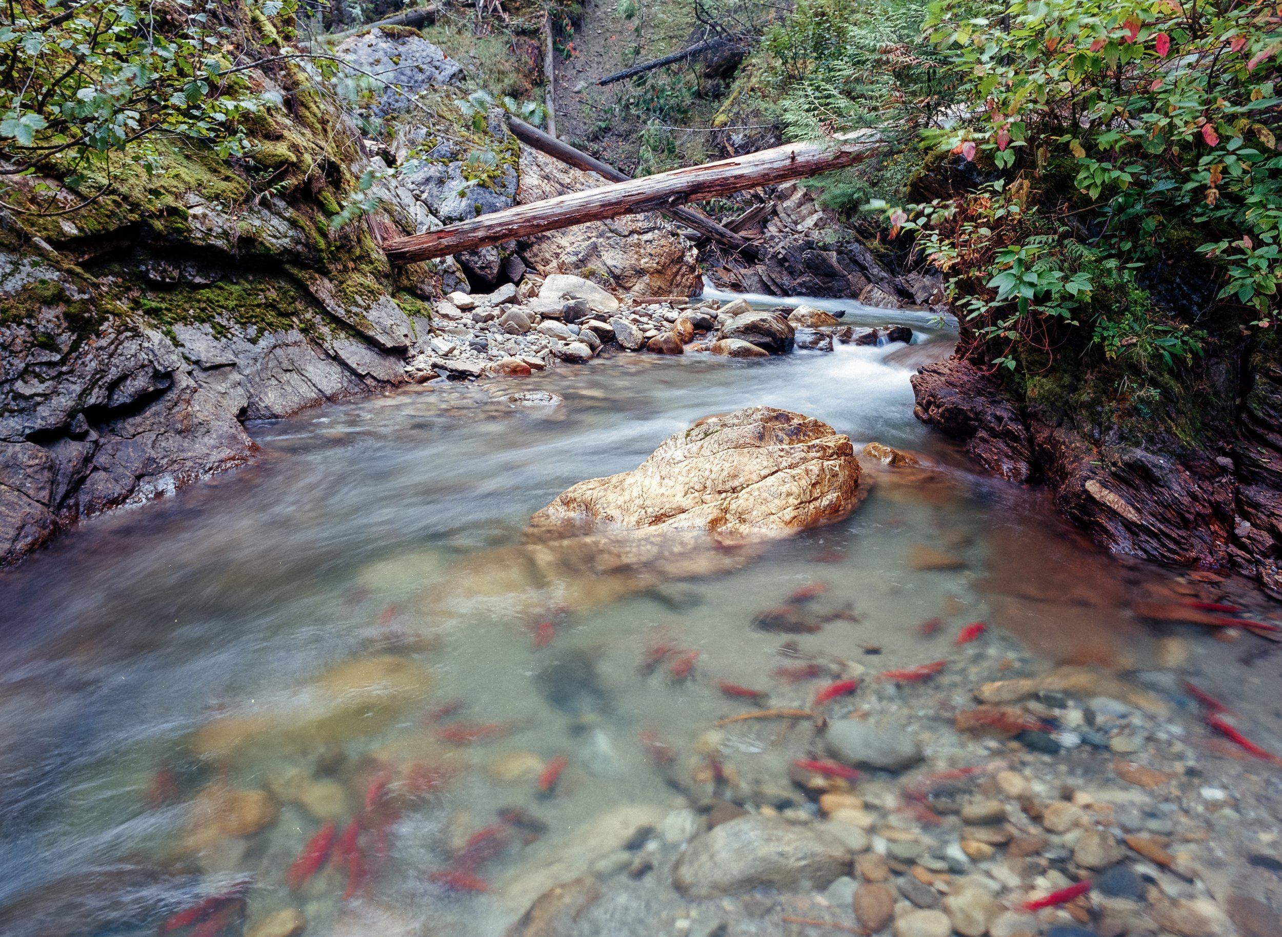 Salmon swimming upstream towards a waterfall in Revelstoke, B.C.