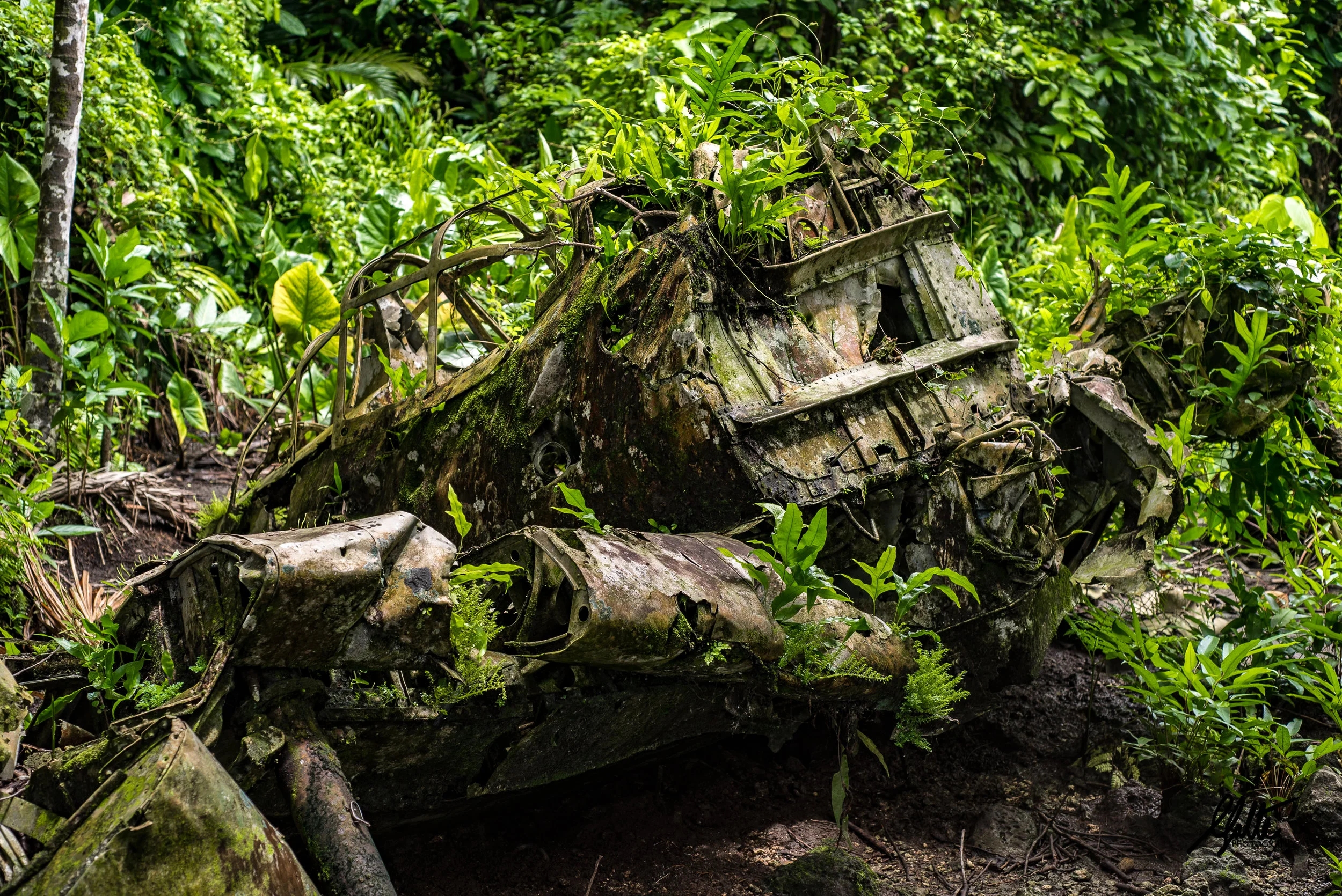 Before the invasion the Japanese used the airfield for bomber and fighter planes to harass American shipping and island bases, all of which were destroyed during the aerial bombardments. This Mitsubishi Zero crash landed in what is now jungle, killing the pilot. You can still see the extended wheels. The propeller and engine can be found further in the jungle.