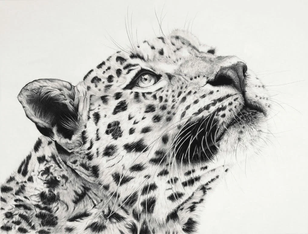 'Jawai Leopard' Signed Limited Edition Giclee Print.