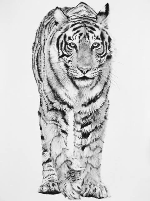 'Sangfroid Tiger' Signed Limited Edition Giclee Print.
