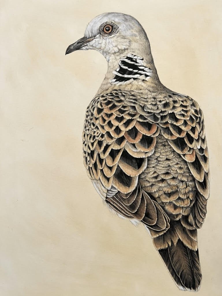 'Turtle Dove' Original Charcoal and Natural Pigment.