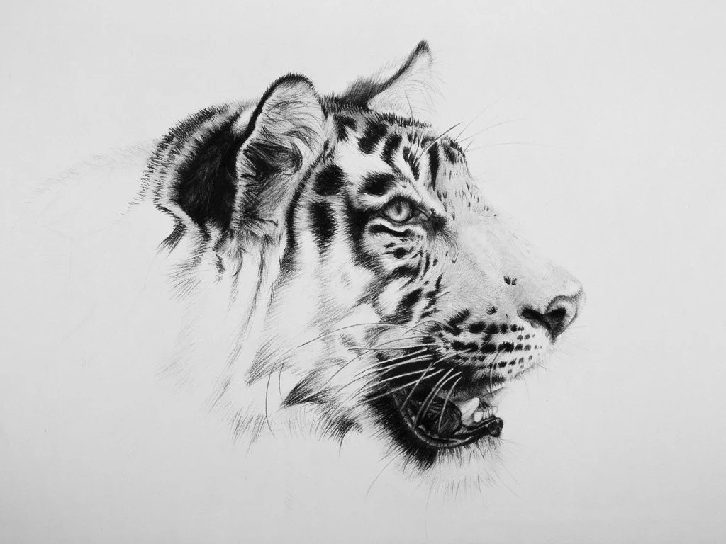 'Chupake  - Stealth' Limited Edition Signed Giclee Print