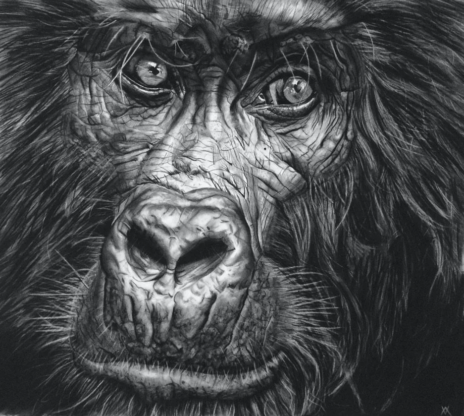 'Mountain Gorilla' Limited Edition Signed Giclee Print