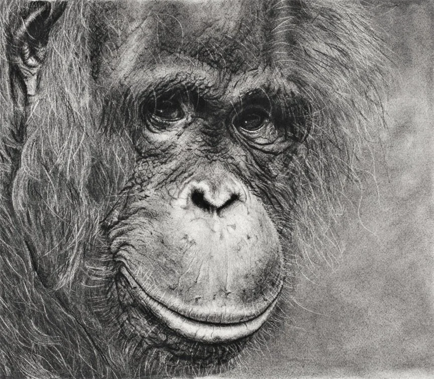 'Don't Palm me Off' - Original Charcoal on Paper - SOLD