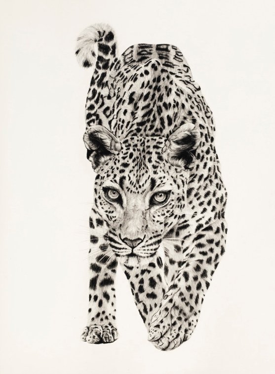 'Arabian Leopard' Limited Edition Signed Giclee Print ( Taken from an Original Charcoal Drawing)