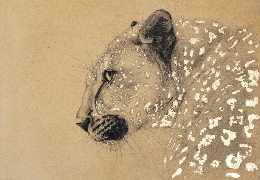 'Gold Leopard Profile' Limited Edition Signed Giclee Print (( Taken from an Original Charcoal and Gold Leaf Drawing on paper painted with pigment from soil and rocks from Oman)) 