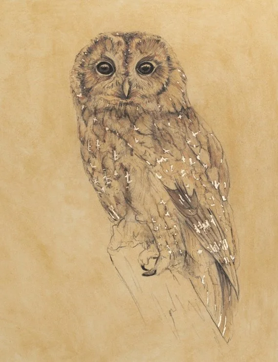 'Gold Tawny Owl' Limited Edition Signed Giclee Print ( Taken from an Original Charcoal and Gold Leaf Drawing on paper painted with pigment from soil and rocks on Exmoor)