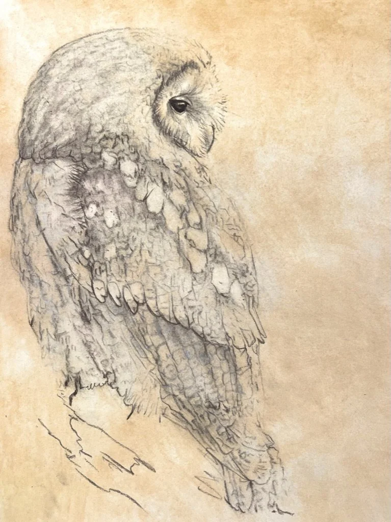 'Tawny Owl' Limited Edition Signed Giclee Print ( Taken from an Original Charcoal Drawing on paper painted with pigment from soil and rocks on Exmoor)