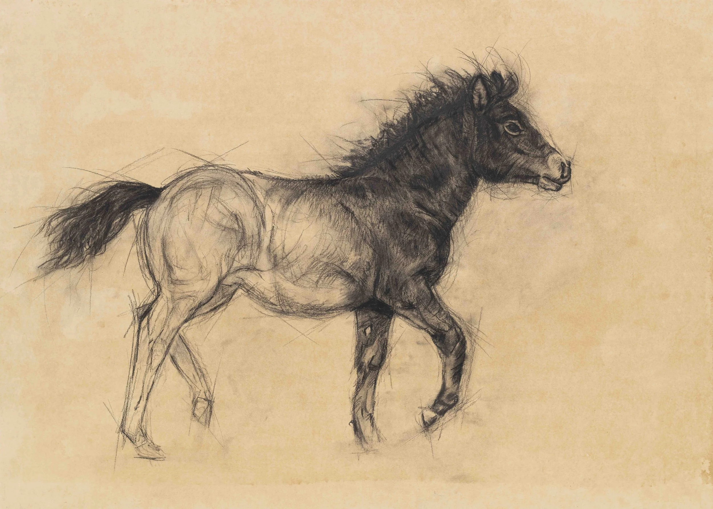 'Tiggy; the Exmoor Pony' Limited Edition Signed Giclee Print ( Taken from an Original Charcoal Drawing on paper painted with pigment from soil and rocks on Exmoor)