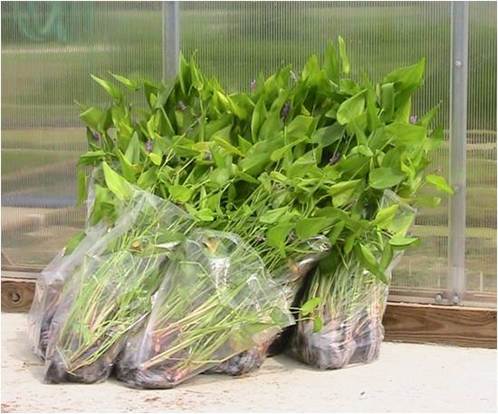 Plants as they arrive