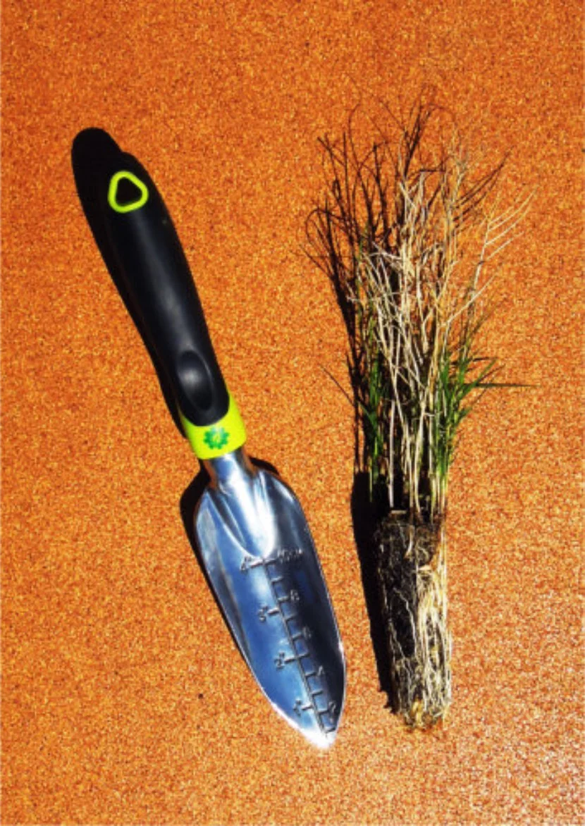 Distichlis Spicata