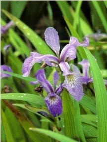 Iris_versicolor.jpg