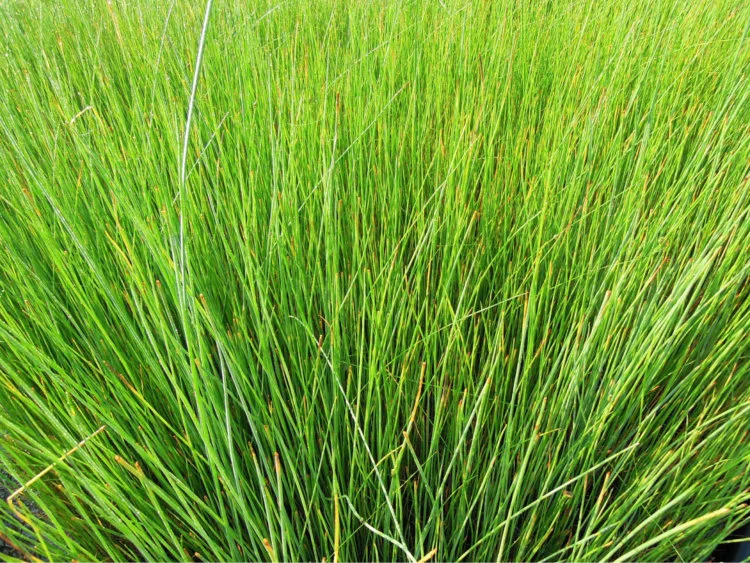 Juncus_effusus.JPG