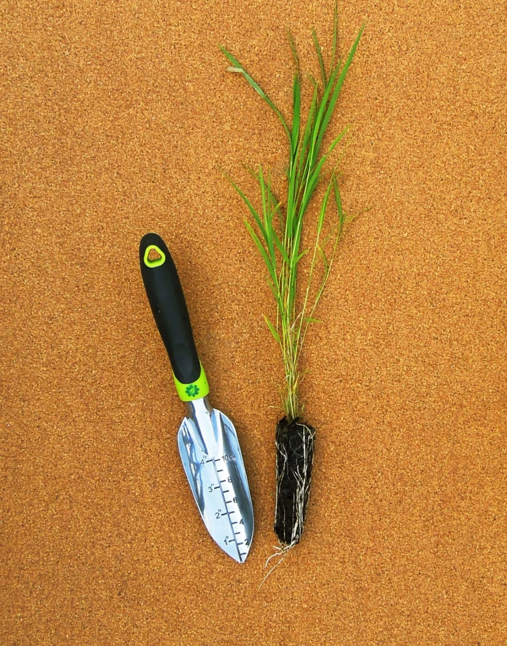 Leersia Oryzoides
