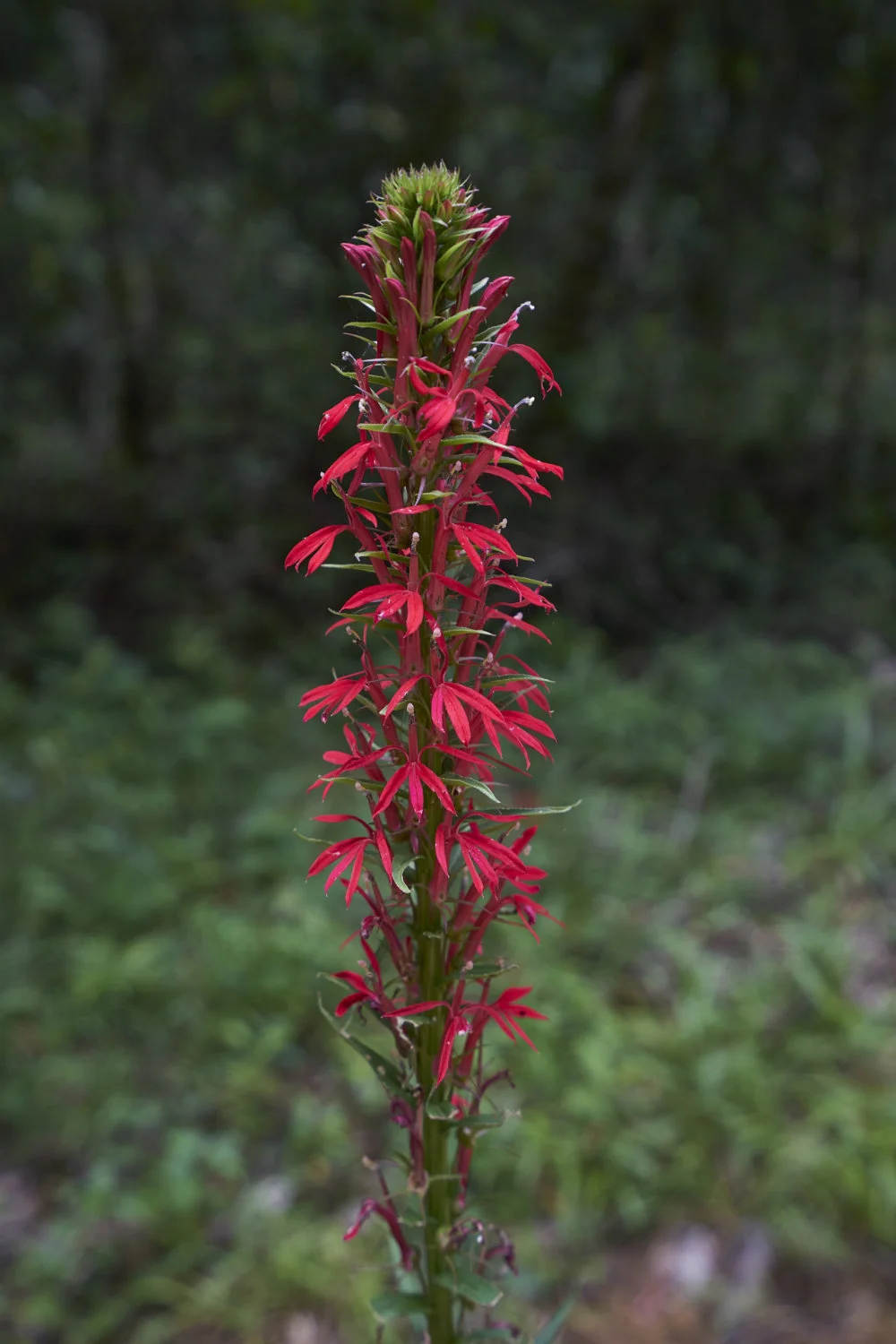 Lobelia cardinalis (Cardinal Flower)  Wetland Plants Inc