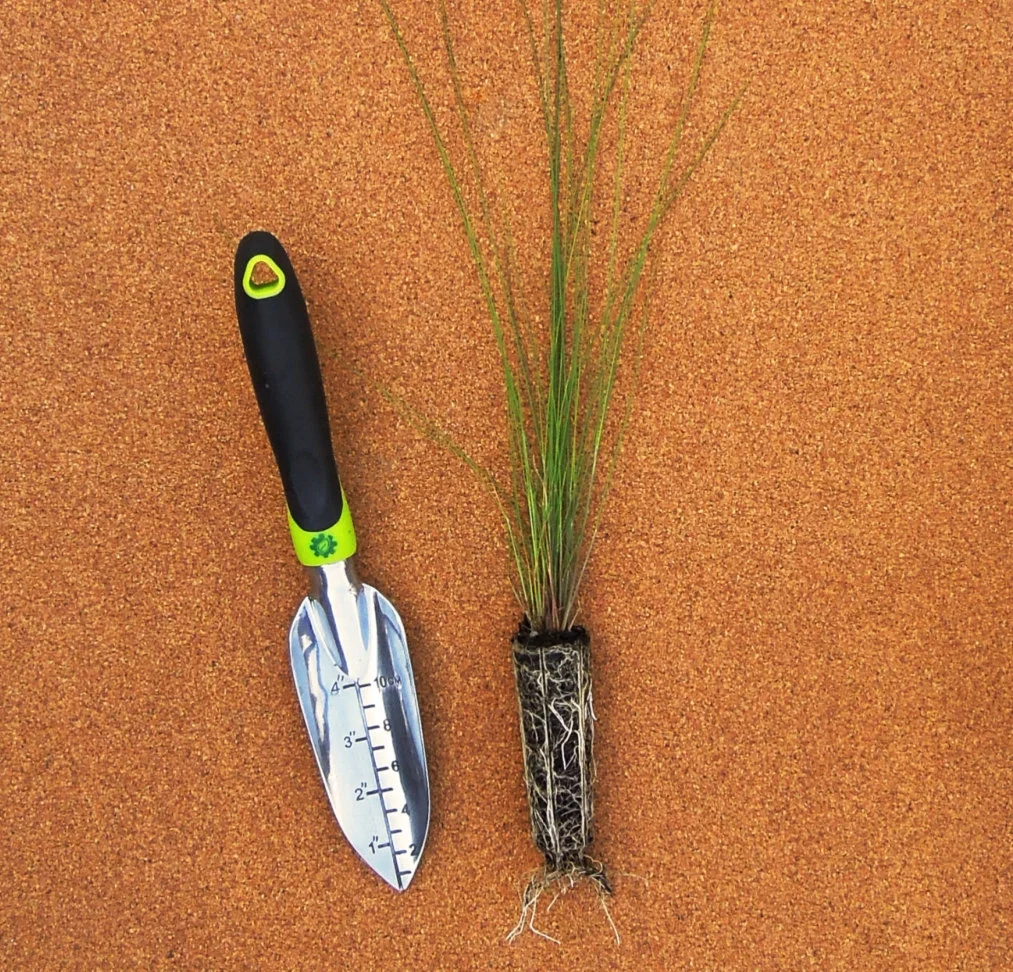 Muhlenbergia Capillaris