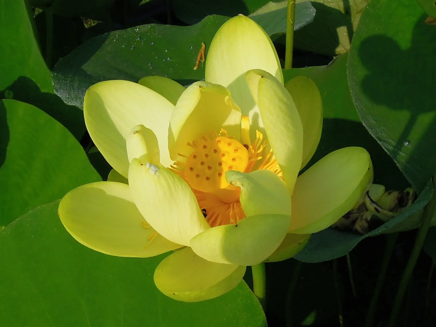 Nelumbo_lutea.jpg