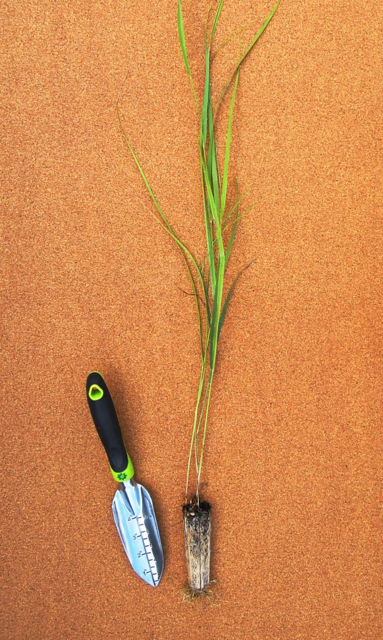 Panicum Virgatum
