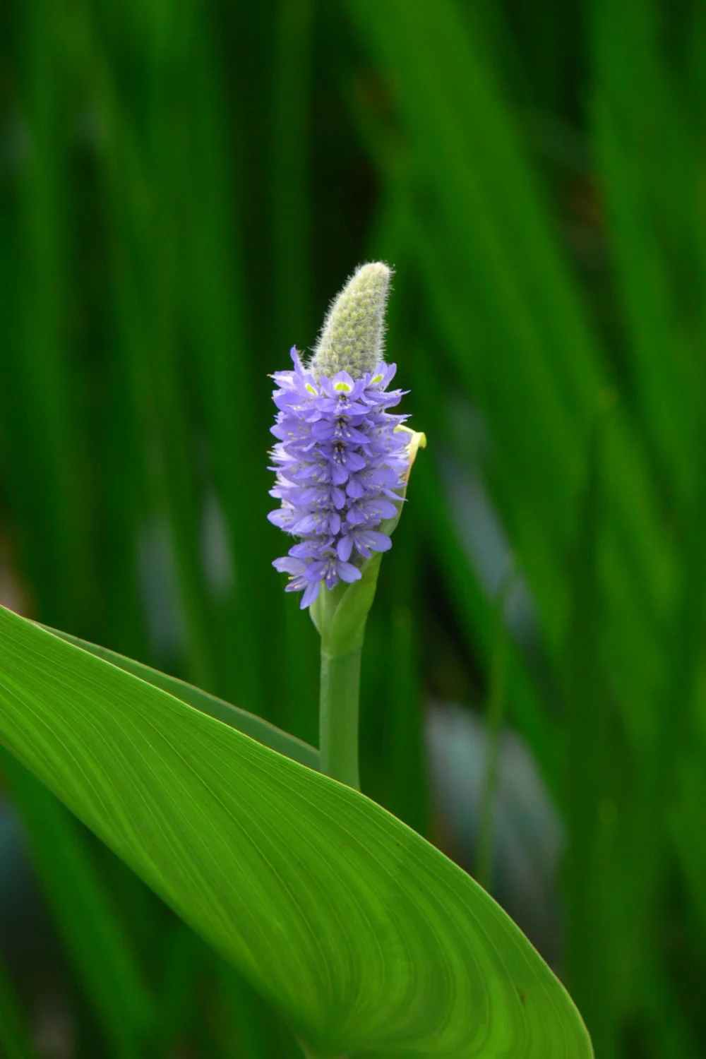 Pontederia_cordata.JPG