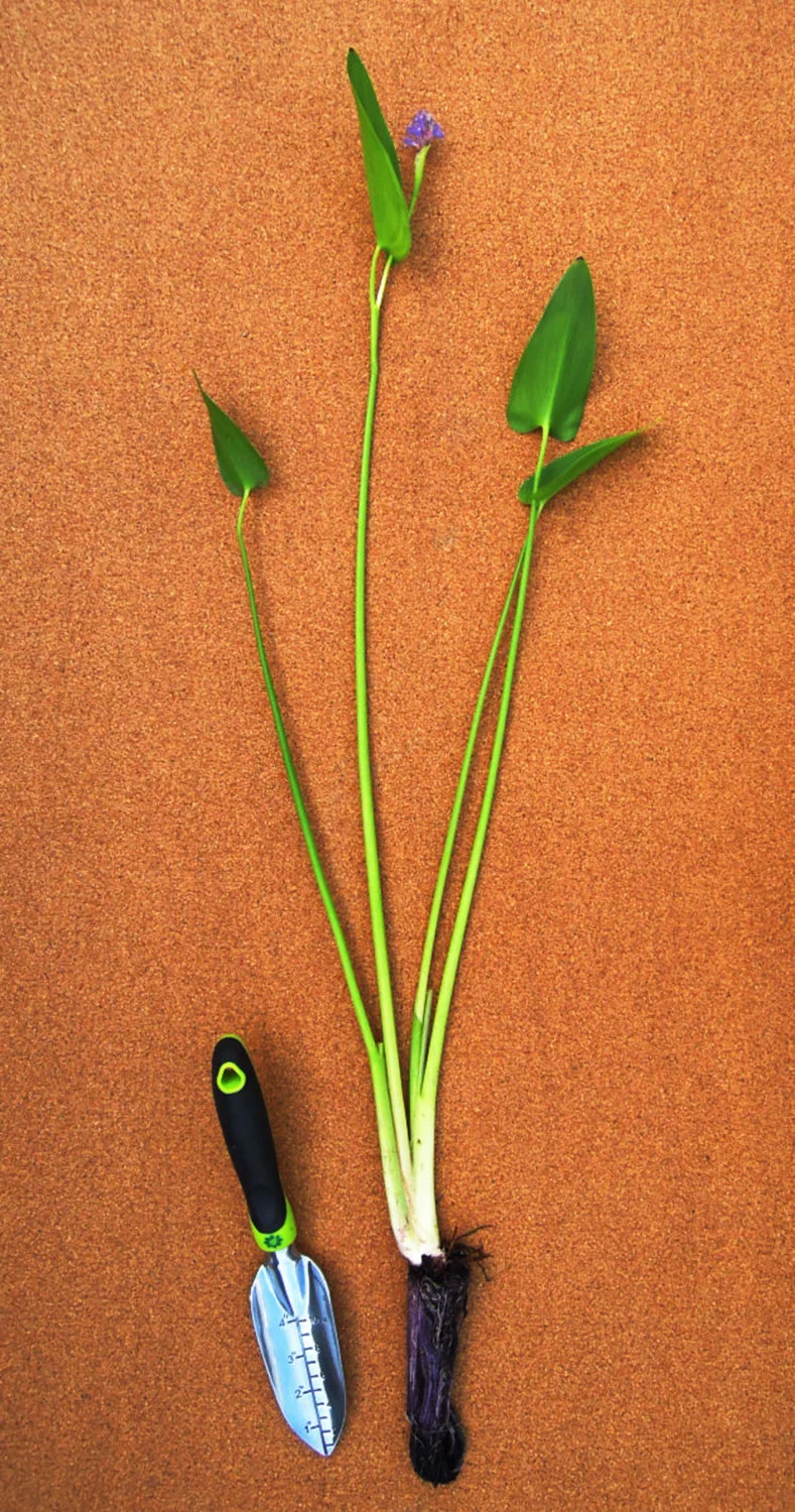Pontederia Cordata
