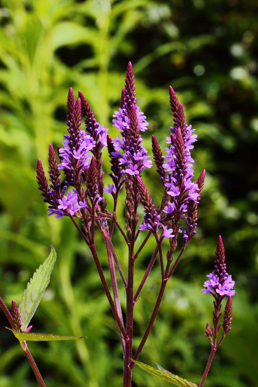 Verbena_hastata.JPG