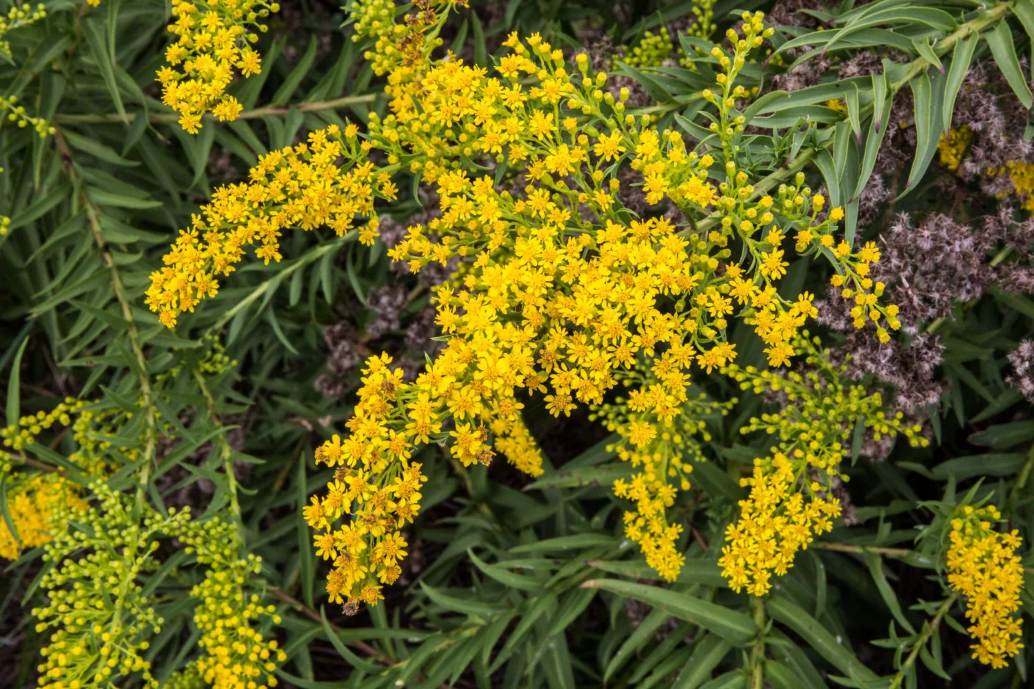Solidago_sempervirens.jpg