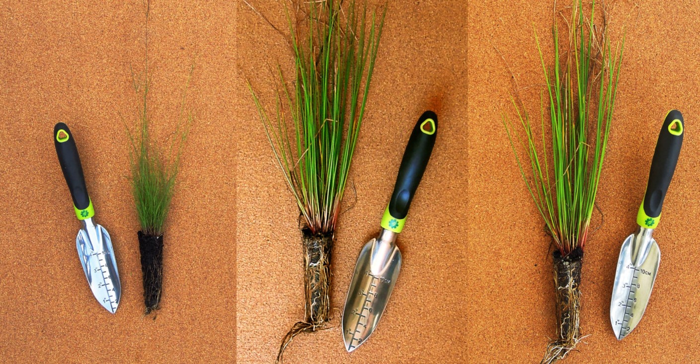Juncus tenuis effusus coriaceous.jpg