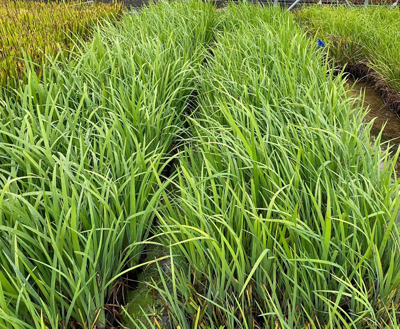 IRVE batch Fall 2022.jpg