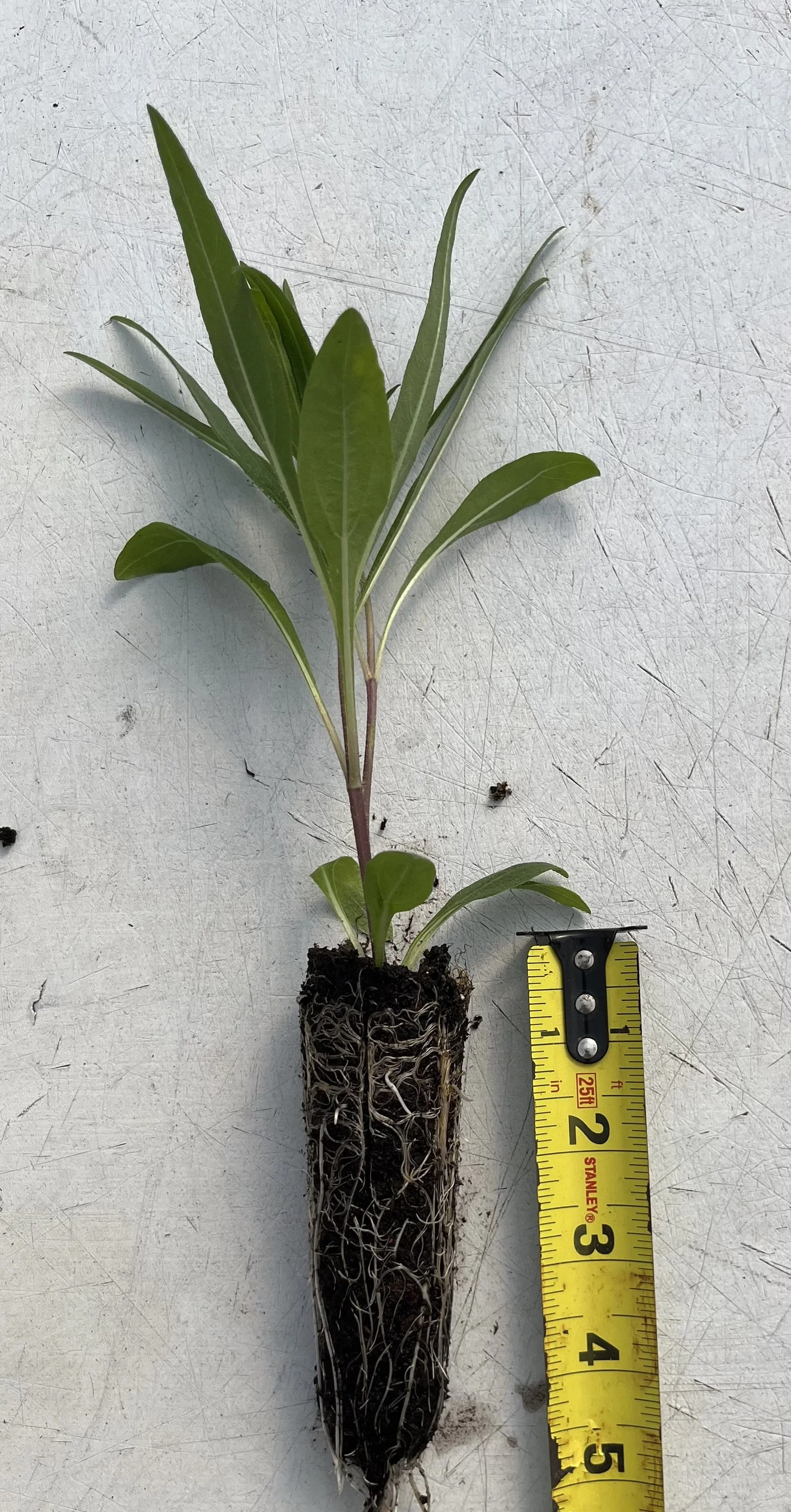 Helianthus angustifolius (Swamp Sunflower)  Wetland Plants Inc
