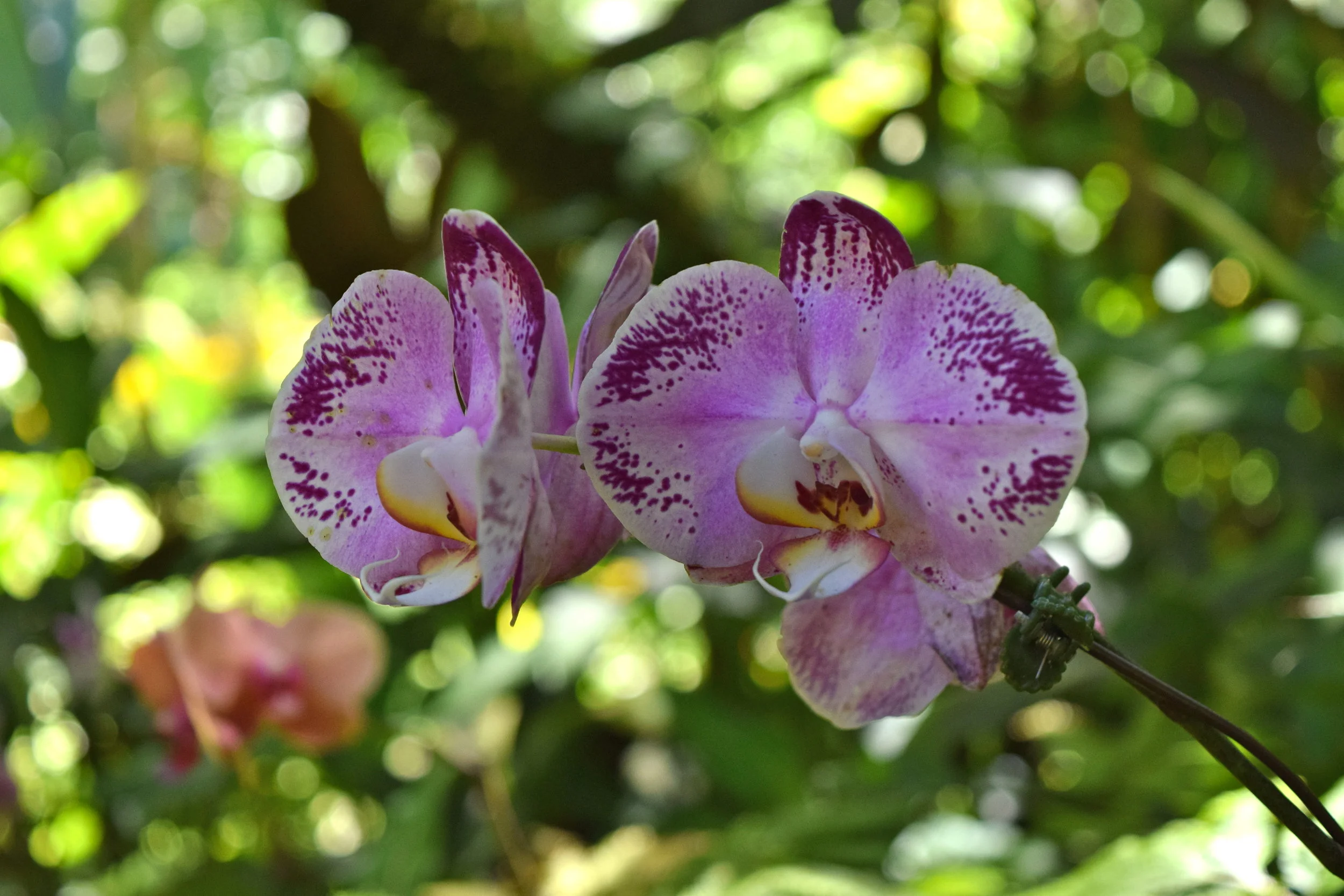 DSC_0710.JPG