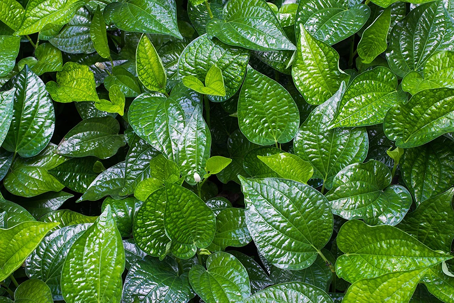 Image of betel leaves, image courtesy Amazon