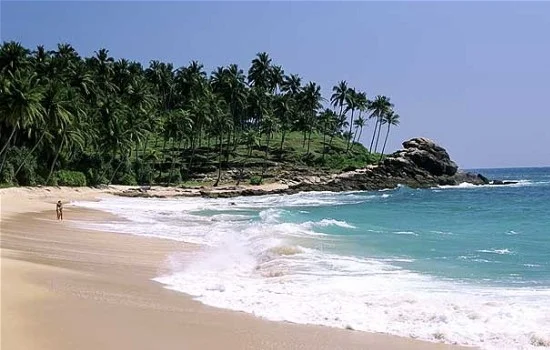 whale-beachorga.jpg