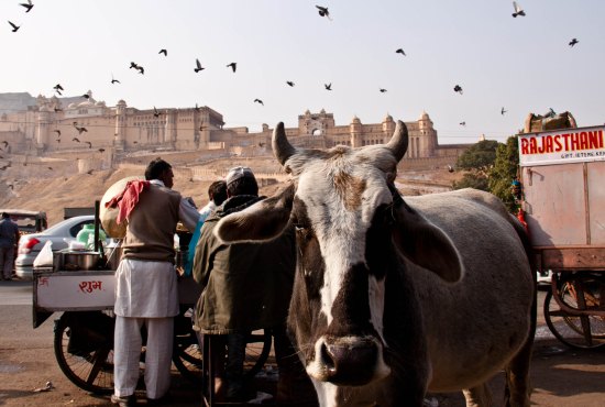 Rajasthan-cow1.jpg