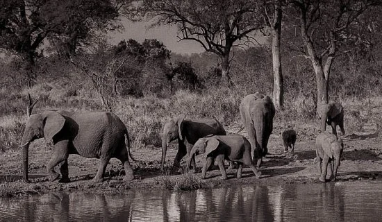 Elephantsa.jpg